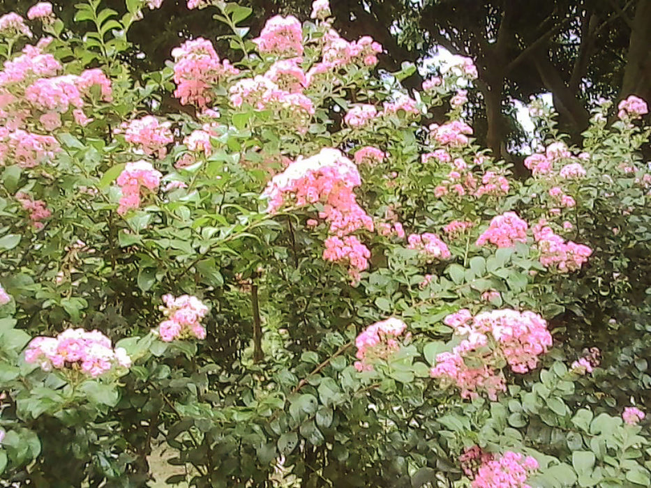 Kodak Charmera Digital Camera (1.6 megapixel, BLIND BOX)