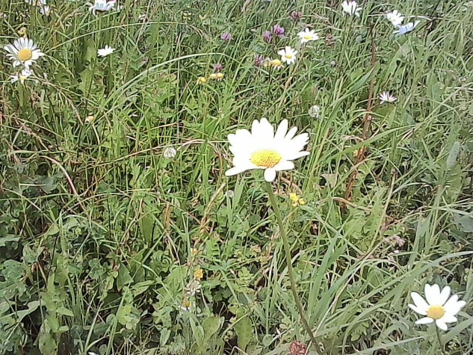 Kodak Charmera Digital Camera (1.6 megapixel, BLIND BOX)