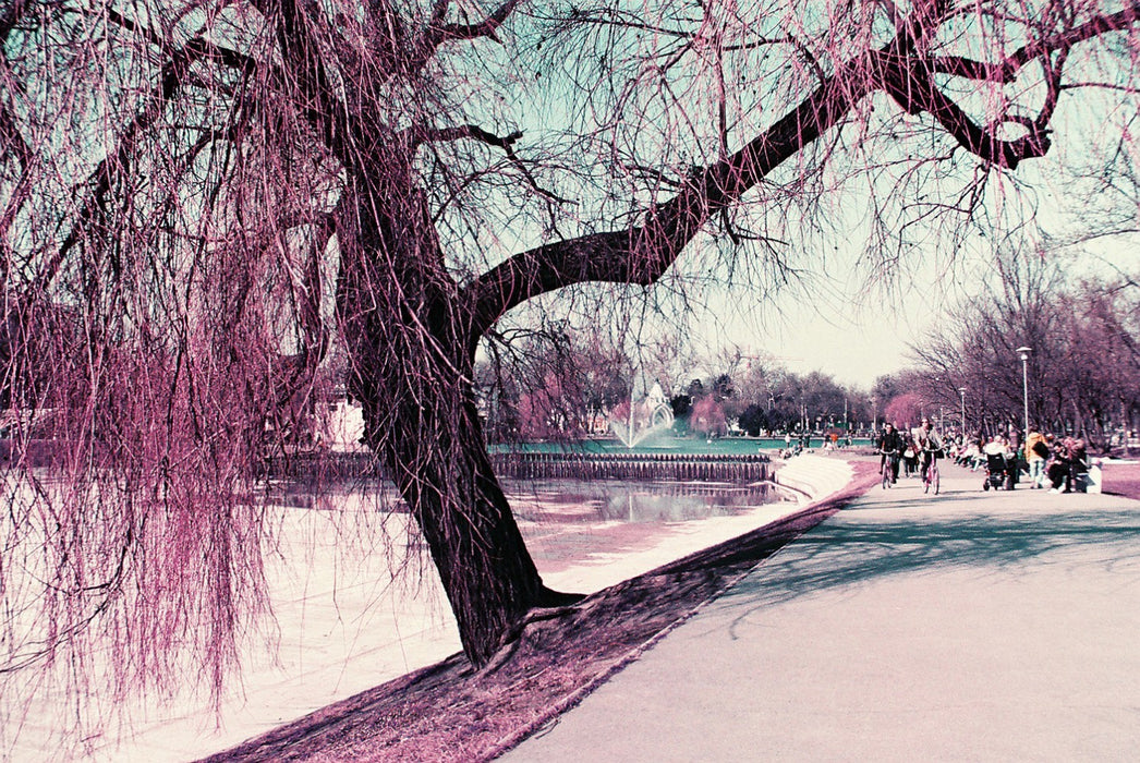 LomoChrome Purple (135, 36exp, 100-400ISO)